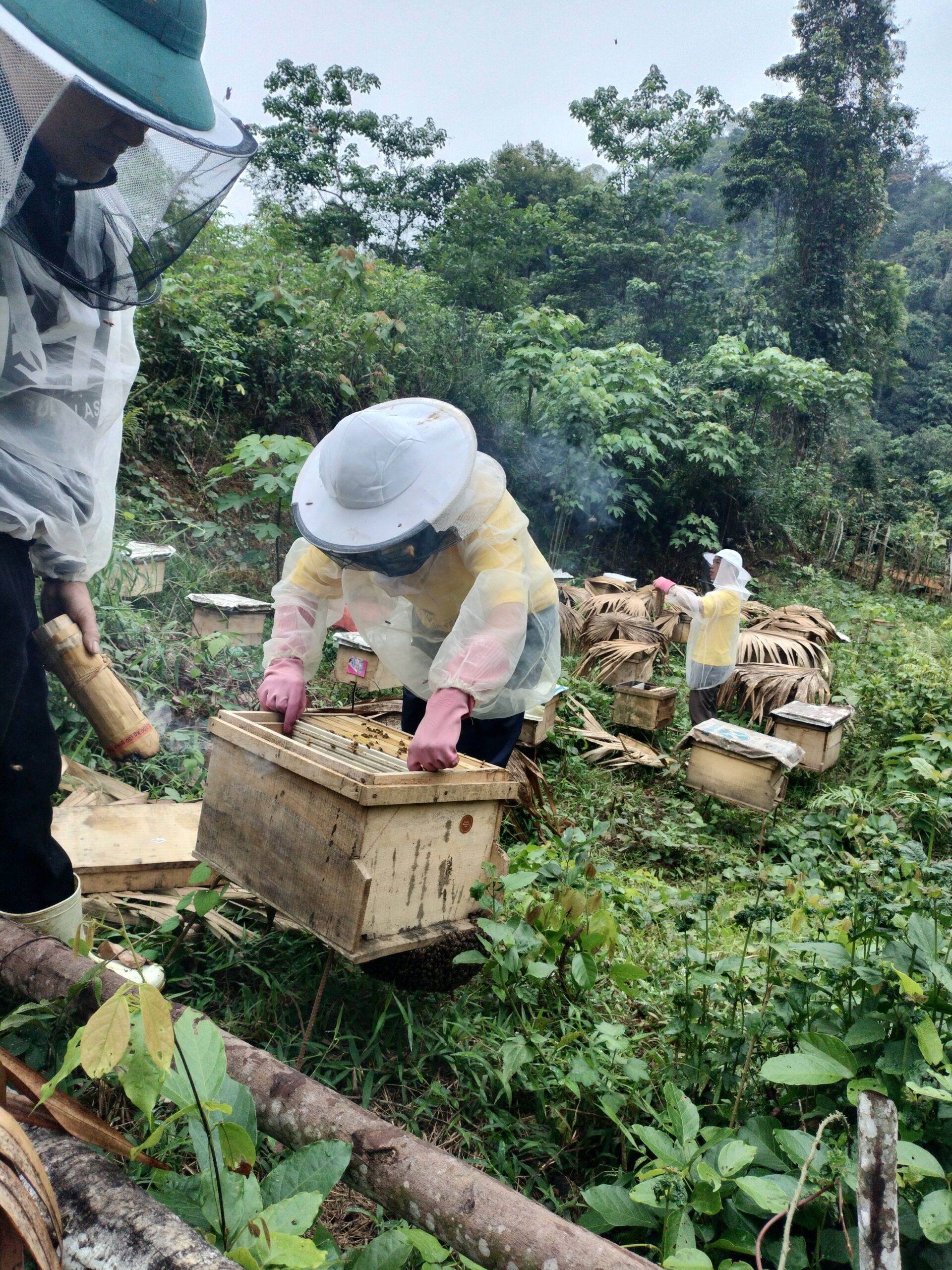 How forest bee conservation supports eco balance