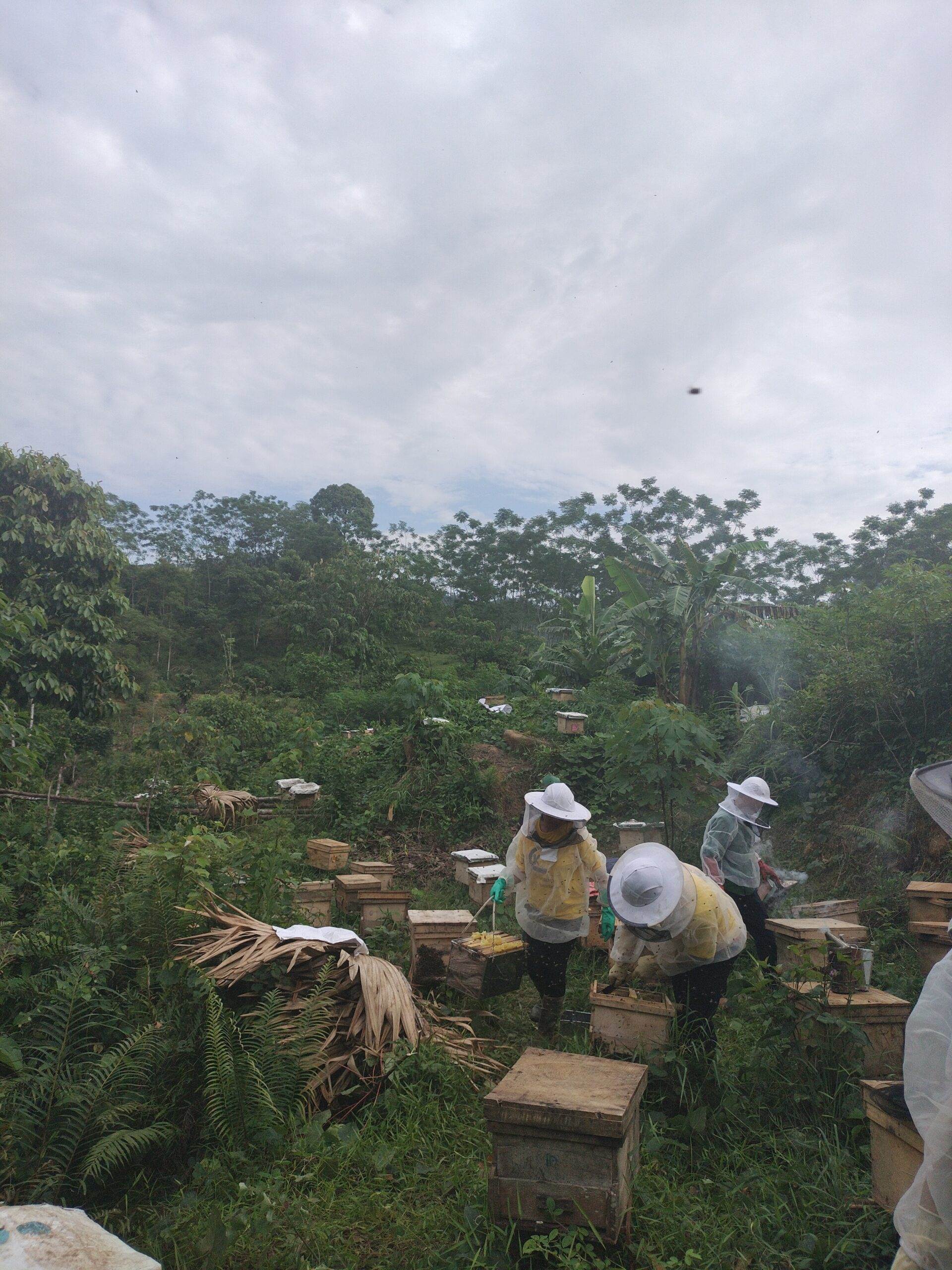 How adopt a hive now works