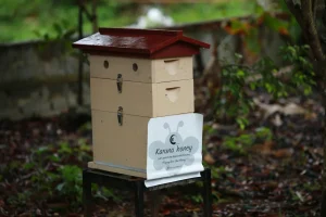 Why Sharing and Following Karubee