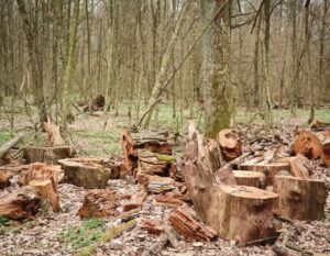 What Is Deforestation?